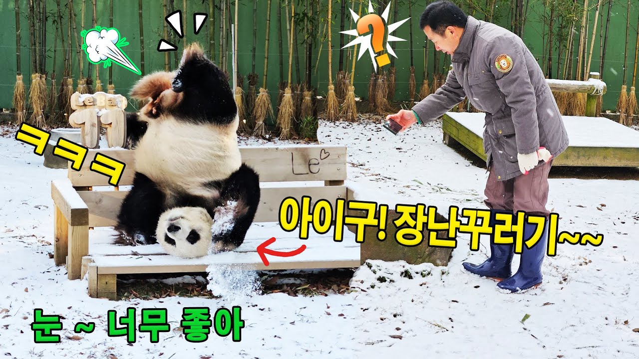 푸바오 눈보라에 너무 신났네 ️ 워터우 맛있게 먹어라🍞 러바오 눈밭에서 장난꾸러기가 되었다☃️ ㅋㅋㅋ - YouTube