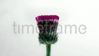 Cirsium Thistle with flicker