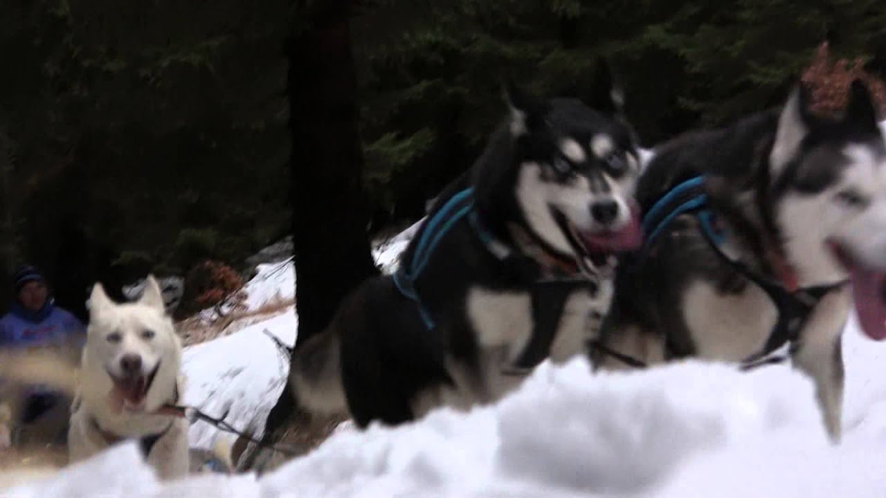 Šediváčkův long 2016 promo - sled dog race, mushing