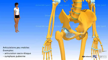 Quels sont les Diarthrose ?
