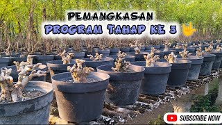 UP DATE ,Perkembangan PROGRAM ANTING PUTRI ,setelah 7 bulan yg lalu.