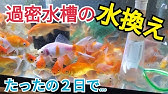 60センチ水槽 過密水槽 長期維持させる方法を紹介します Kazu Aquach Youtube