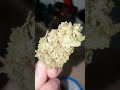 "Lemmon Haze" (old skool) 🍃✌️