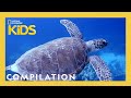 Marine Life and Ecosystem Dynamics