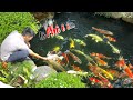 AMAZING!! Vườn + Hồ cá Koi xịn - Vinhome Riverside | Triệu Điền