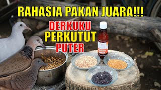 CARA meracik pakan burung PERKUTUT/DERKUKU/PUTER