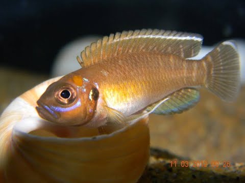 𝐍𝐞𝐨𝐥𝐚𝐦𝐩𝐫𝐨𝐥𝐨𝐠𝐮𝐬 𝐁𝐫𝐞𝐯𝐢𝐬 𝐊𝐚𝐩𝐚𝐦𝐩𝐚 𝟏 𝐢𝐧𝐜𝐡 𝐀𝐯@𝐢𝐥𝐚𝐛𝐥𝐞! 𝐏𝐢𝐧𝐠@ 𝟔𝟑𝟖𝟎𝟓𝟗𝟓𝟏𝟏𝟎