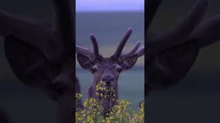 Stary jeleń w rzepaku / the older stag in canola #hirsh #deer #wildlife #cervo #nature #jeleń #stag