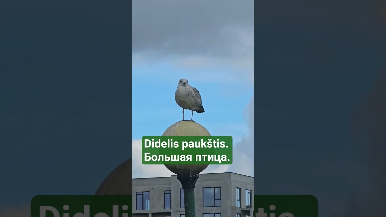 Didelis paukštis. Большая птица. 