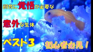 飼育に覚悟が必要な意外な生体ベスト３【海水魚水槽】