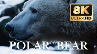 Polar Bear 8K Uhd Apex Predator Of The Arctic
