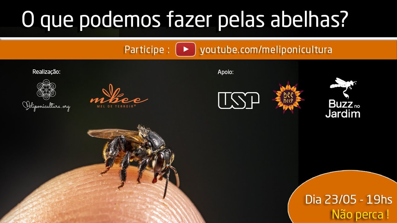 O que podemos fazer pelas abelhas ?