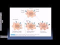 Tumor antigens