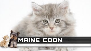 🐈 MAINE COON Cat Breed - Overview, Facts, Traits and Price by Free Sound Effects 6,441 views 7 years ago 4 minutes, 37 seconds
