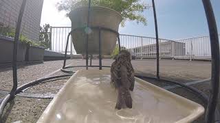 【スズメ】今日の水浴び20210424