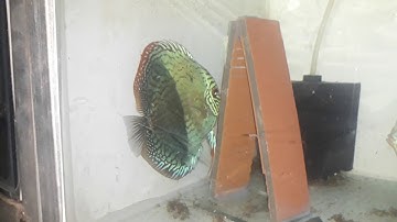 Cá dĩa / cá dĩa bông xanh chỉ đỏ đổi màu độc và lạ