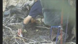 Eagle Banding at Lake Pleasant Regional Park