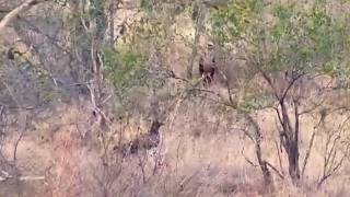 Martial Eagles had a carcass on the ground under watch of a Tawny Eagle on a windy afternoon 12/8/26