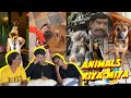 Funny animals kiya miya   ramstk familytwistystory