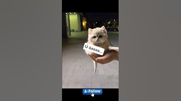 Như cục bông dị á cưng xĩu~~~ #videogiaitri
