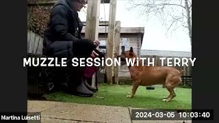 Terry Muzzle training duration (and superstitious behaviour of going to the water bowl?)