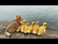 The amazing kitten raises six ducklings the mother duck is too lazy they go on a tripcute funny