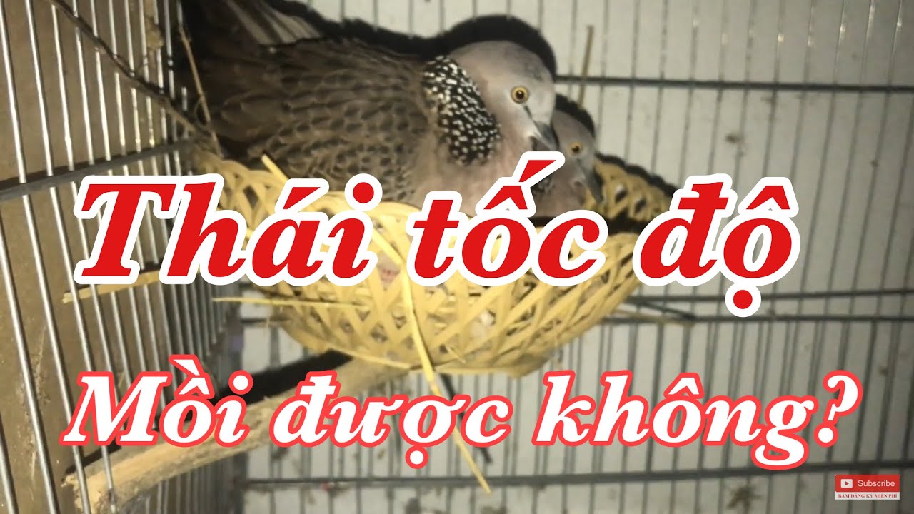 Chia sẽ Chim cu thái tốc độ có làm mồi được không? Anh Bảy Thép | Streptopelia chinensis | Terkukur