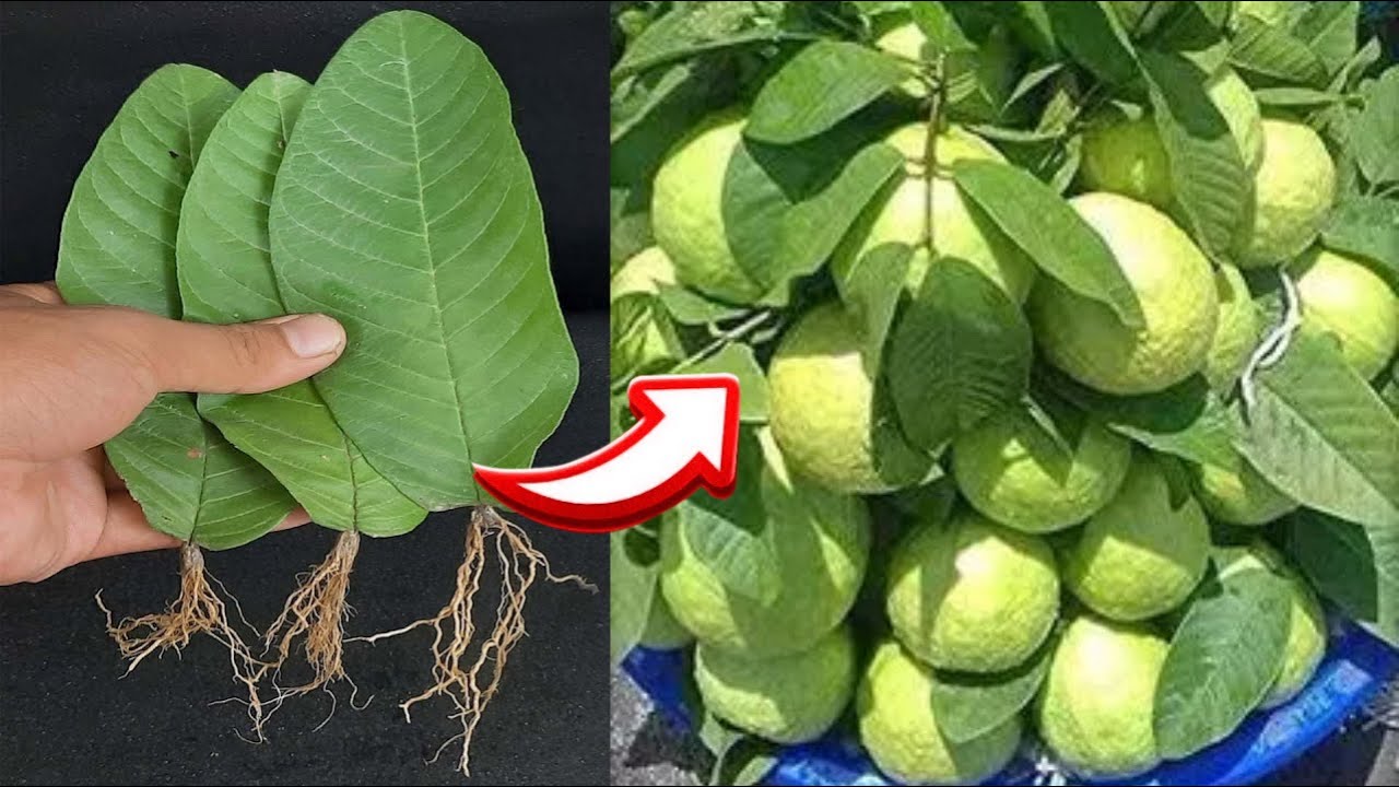 How to Grow Guava plant from leaves Best method Guava Tree Growing in