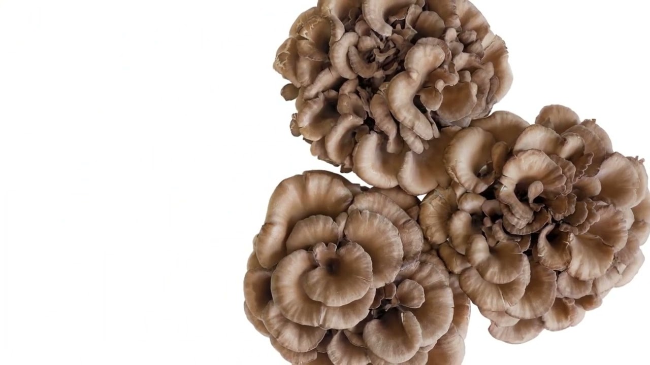 "Discover the Essential Ingredients of Synogut: Improve Gut Health Now!"