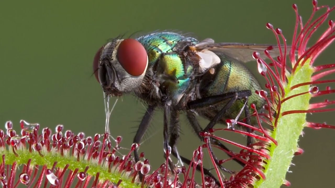 ETÇİL BİTKİLER #74