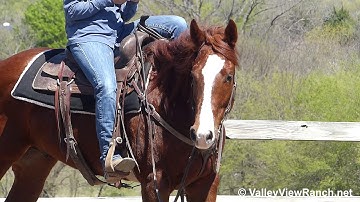 Smooth Caviar***For info, price, etc., go to our website: ValleyViewRanch.net***