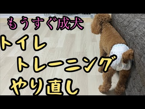 もうすぐ成犬 トイレトレーニング やり直し Youtube