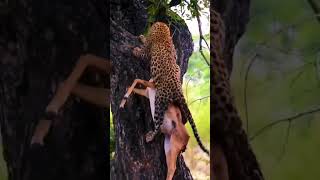 jaguar mangsa rusa#shorts #jaguar #macan#macantutul