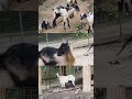 My Goat 🐐 #goat #farmanimals #whitegoat #animals #funny #shortvideo #reels