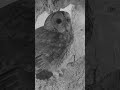 Tawny owls inspect potential nest #tawnyowl #lunaandbomber #wildlives #robertefuller