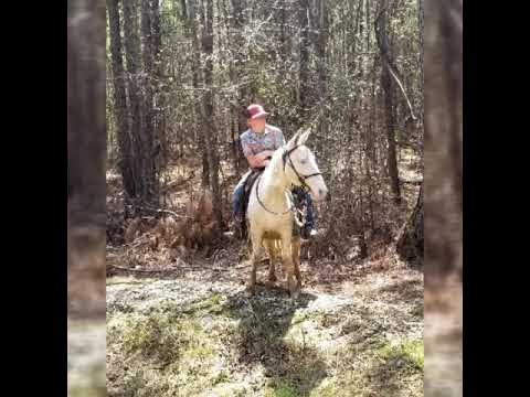 BULLET - consigned to Oklahoma Mule Sale, Ada, OK - Wild Bunch Mule Co