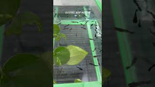 Bili Na Po Ng Electric Blue Moscow Sabella Hayley