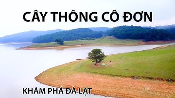 Đồi Cây Thông Cô Đơn Tại Đà Lạt - Điểm Chụp Hình Cám Tại Tuyệt Đẹp