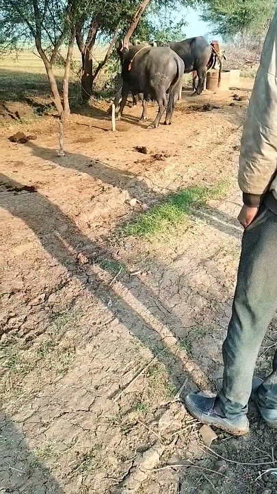 buffalo sex videos, sex videos #sex #buffalo #sexvideo