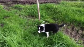 Django Uit Zijn Dak