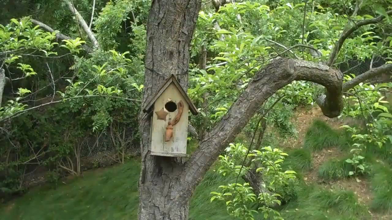 Oak Titmouse Nesting in a Bird House 