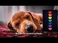 Musique de relaxation pour chiens 6 heures mditative  calmante relaxante dormir chien anxieux