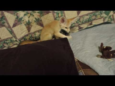 Fennec Play and Laugh and um....
