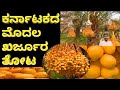 ಕರ್ನಾಟಕದಲ್ಲಿ ಖರ್ಜೂರ ಬೆಳೆ | DATES FARMING IN KARNATAKA | SUCCESS STORY OF DATES PALM CULTIVATION