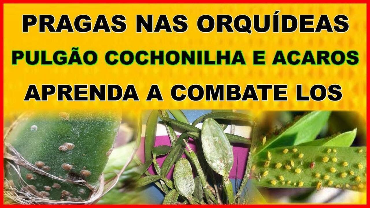 PULGÃO, COCHONILHA, LESMAS, CARACÓIS, ACARO E FERRUGEM, APRENDA A ...