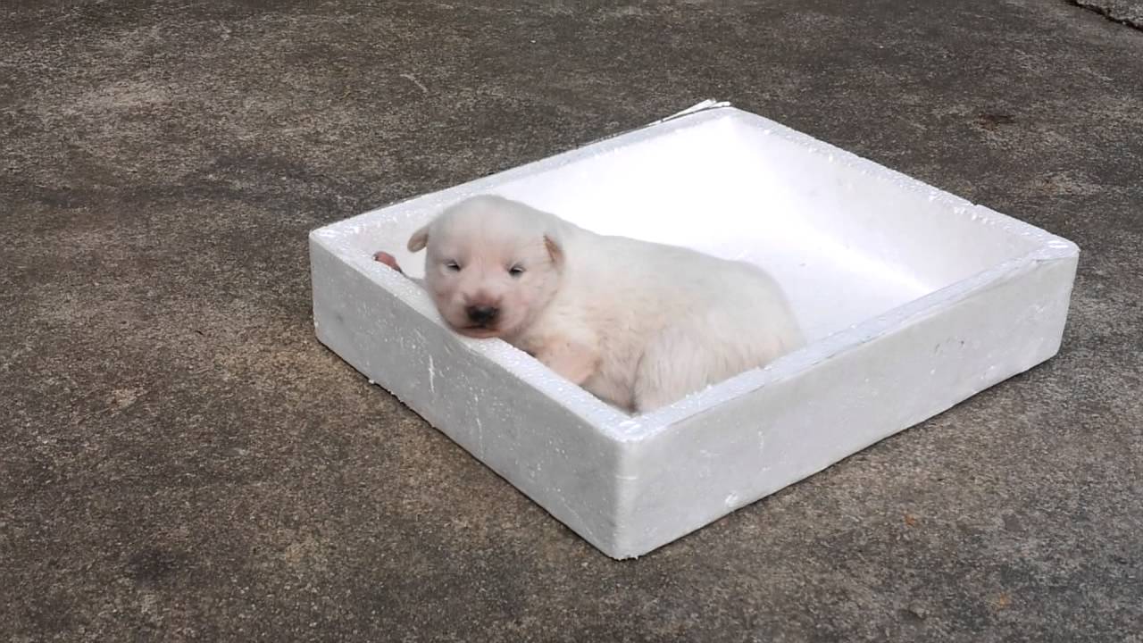 Korea jindo dog maternal love