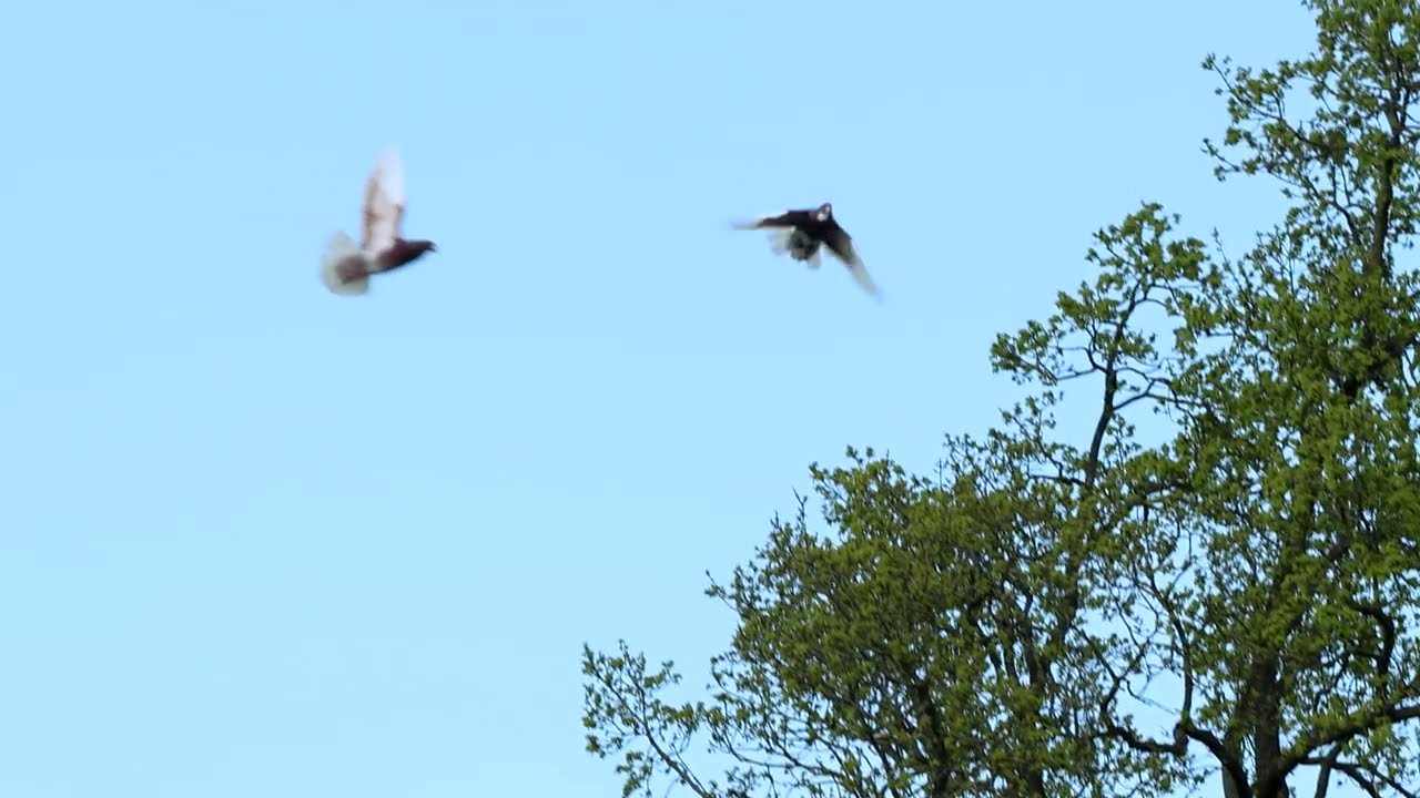 Gelderse Slenken 26 april 2025