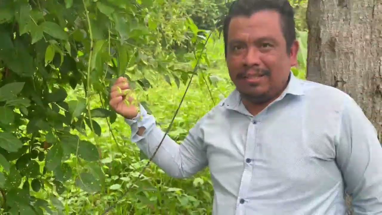 Plantas raras en tabasco??? cuales son ?? 