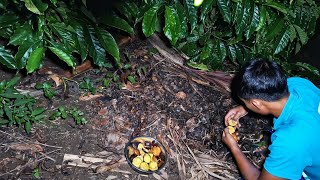 Sendirian Dimalam Hari, Berburu Jengkol Beweh,  Buat menu Besok