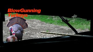 Blowgunning For Turkeys
